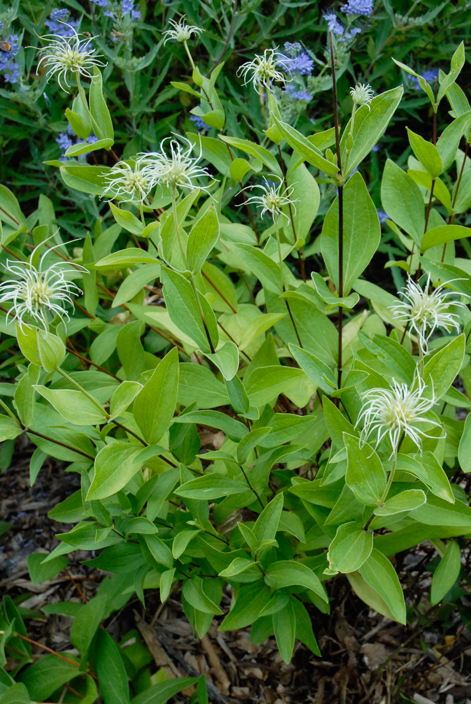Mongolian Bells Clematis
